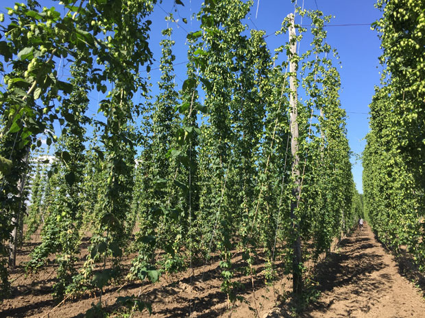 ЗАСАДИ ГОТОВО УНИШТЕНИ: Српско пиво с туђим хмељом